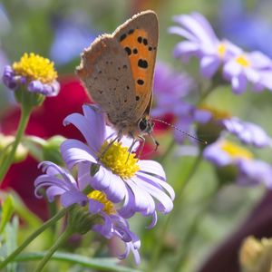 Preview wallpaper butterfly, wings, flowers, petals, macro, bluer