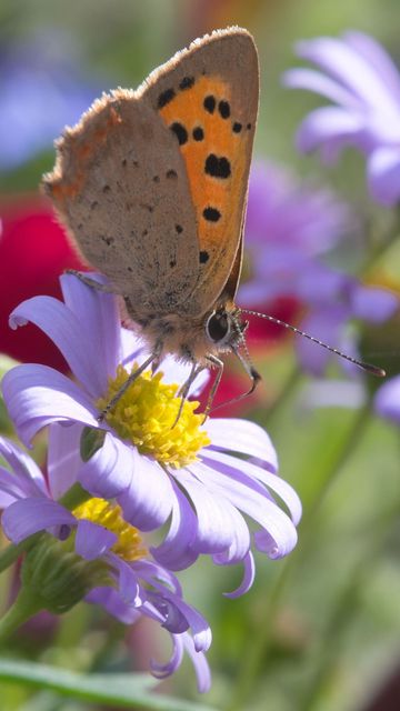 360x640 Wallpaper butterfly, wings, flowers, petals, macro, bluer
