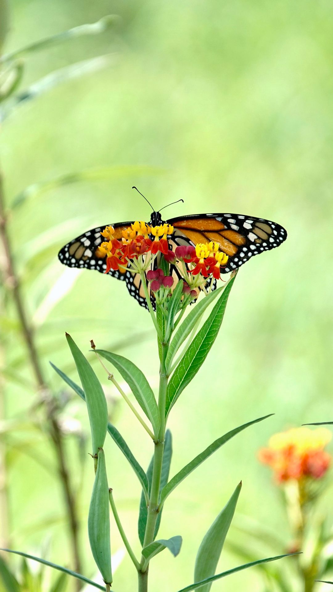 Download wallpaper 1080x1920 butterfly, wings, flowers, plant samsung