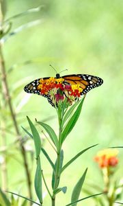 Preview wallpaper butterfly, wings, flowers, plant