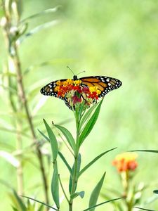 Preview wallpaper butterfly, wings, flowers, plant