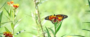 Preview wallpaper butterfly, wings, flowers, plant