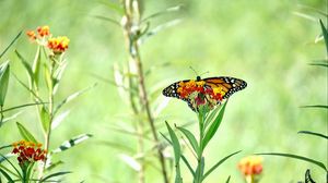 Preview wallpaper butterfly, wings, flowers, plant