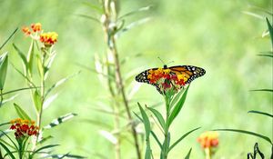 Preview wallpaper butterfly, wings, flowers, plant