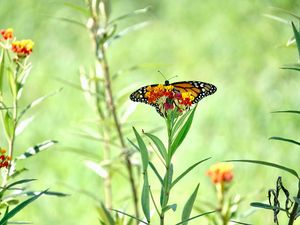 Preview wallpaper butterfly, wings, flowers, plant