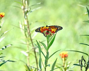 Preview wallpaper butterfly, wings, flowers, plant