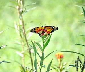 Preview wallpaper butterfly, wings, flowers, plant