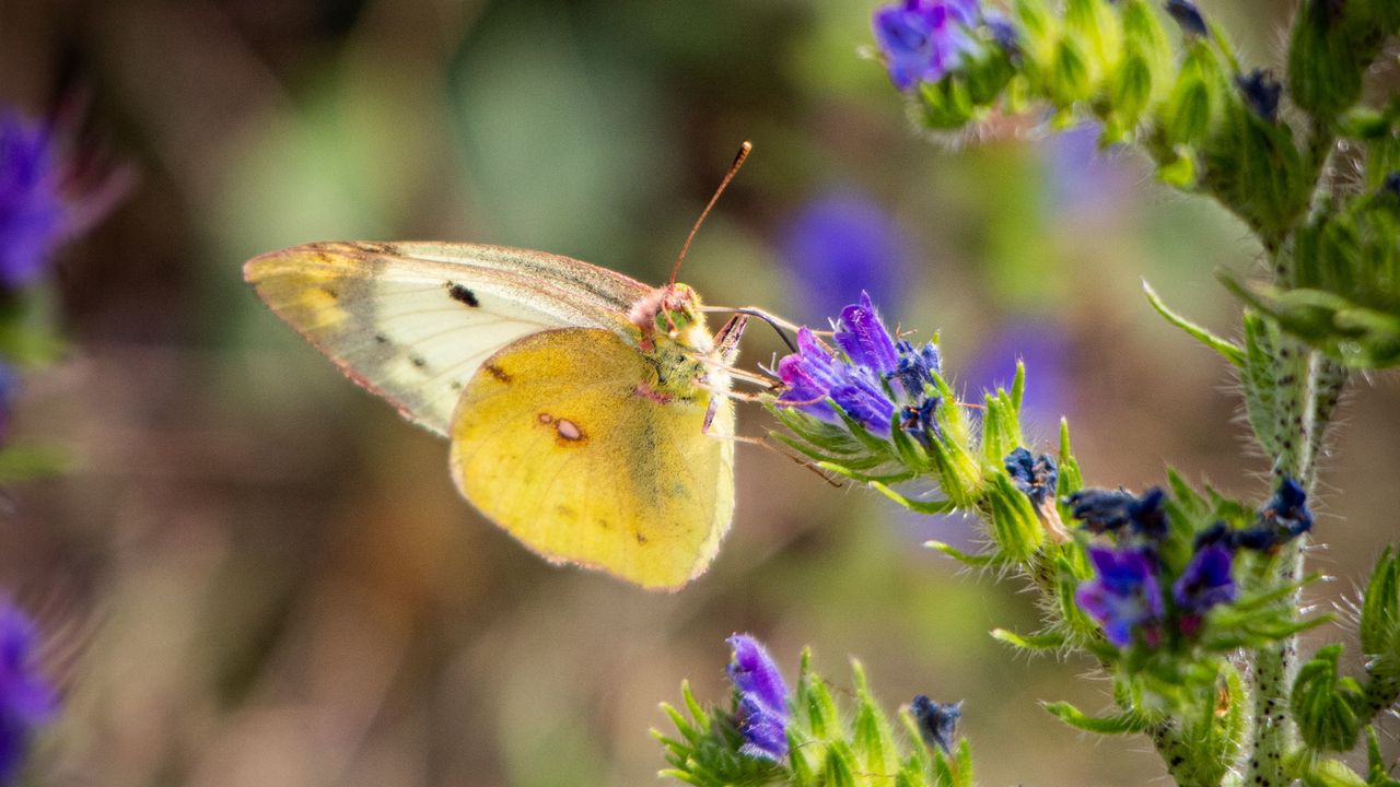 Wallpaper butterfly, wings, flowers, macro