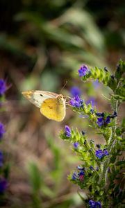 Preview wallpaper butterfly, wings, flowers, macro