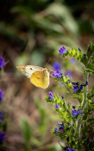 Preview wallpaper butterfly, wings, flowers, macro