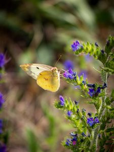 Preview wallpaper butterfly, wings, flowers, macro