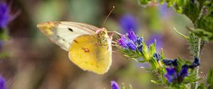 Preview wallpaper butterfly, wings, flowers, macro