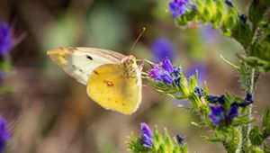 Preview wallpaper butterfly, wings, flowers, macro