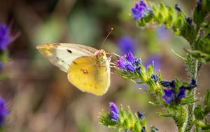 Preview wallpaper butterfly, wings, flowers, macro