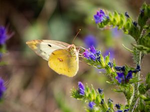 Preview wallpaper butterfly, wings, flowers, macro