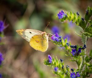 Preview wallpaper butterfly, wings, flowers, macro