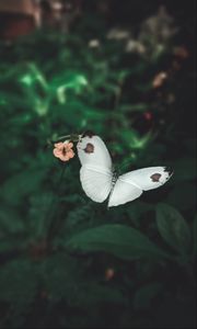 Preview wallpaper butterfly, wings, flowers, macro, flight