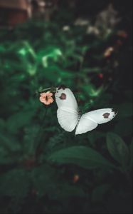 Preview wallpaper butterfly, wings, flowers, macro, flight