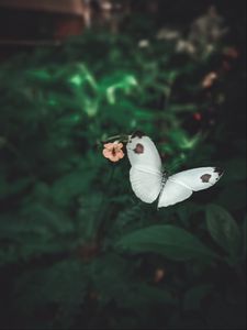 Preview wallpaper butterfly, wings, flowers, macro, flight