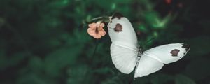 Preview wallpaper butterfly, wings, flowers, macro, flight