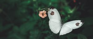 Preview wallpaper butterfly, wings, flowers, macro, flight