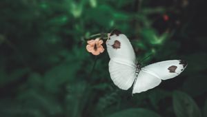 Preview wallpaper butterfly, wings, flowers, macro, flight