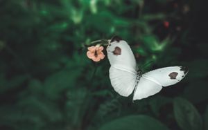 Preview wallpaper butterfly, wings, flowers, macro, flight