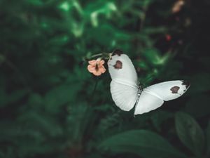 Preview wallpaper butterfly, wings, flowers, macro, flight
