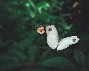 Preview wallpaper butterfly, wings, flowers, macro, flight