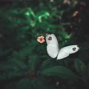 Preview wallpaper butterfly, wings, flowers, macro, flight