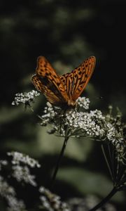 Preview wallpaper butterfly, wings, flowers, macro, pattern