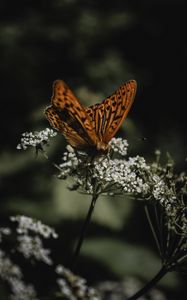 Preview wallpaper butterfly, wings, flowers, macro, pattern