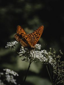 Preview wallpaper butterfly, wings, flowers, macro, pattern