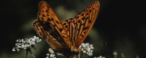 Preview wallpaper butterfly, wings, flowers, macro, pattern