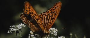 Preview wallpaper butterfly, wings, flowers, macro, pattern