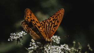 Preview wallpaper butterfly, wings, flowers, macro, pattern