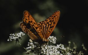 Preview wallpaper butterfly, wings, flowers, macro, pattern