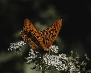 Preview wallpaper butterfly, wings, flowers, macro, pattern