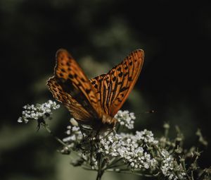 Preview wallpaper butterfly, wings, flowers, macro, pattern