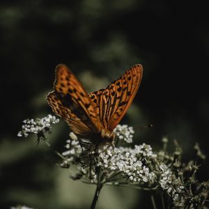 Preview wallpaper butterfly, wings, flowers, macro, pattern