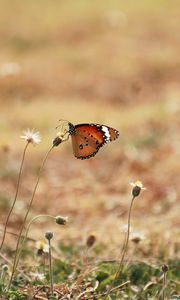 Preview wallpaper butterfly, wings, flowers, macro, grass