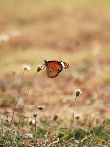 Preview wallpaper butterfly, wings, flowers, macro, grass