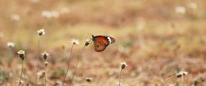 Preview wallpaper butterfly, wings, flowers, macro, grass