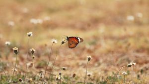 Preview wallpaper butterfly, wings, flowers, macro, grass