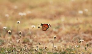 Preview wallpaper butterfly, wings, flowers, macro, grass