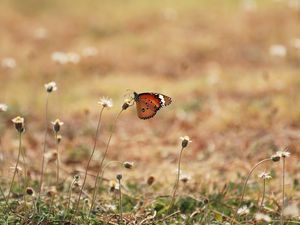 Preview wallpaper butterfly, wings, flowers, macro, grass