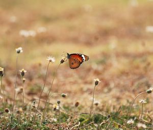 Preview wallpaper butterfly, wings, flowers, macro, grass