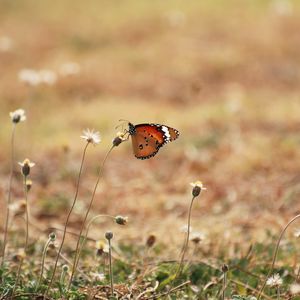 Preview wallpaper butterfly, wings, flowers, macro, grass