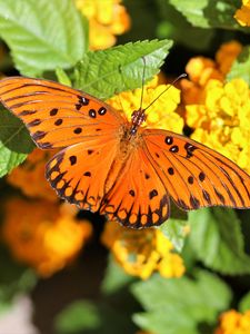 Preview wallpaper butterfly, wings, flowers, leaves, macro
