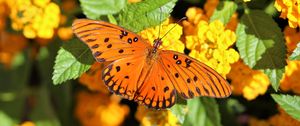 Preview wallpaper butterfly, wings, flowers, leaves, macro